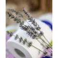 Renova Skin Care Lavender - rolka i gałązki lawendy