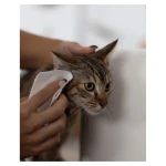 Osuszanie kota ręcznikiem Renova Pet Care
